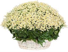 Цветочная композиция из Ромашки в корзине #REPLACE_PRED# Мильково Камчатского края